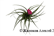 Тилландсия в кашпо