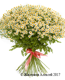 ����� 51 �������