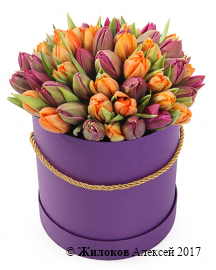 Букет 51 королевский тюльпан в шляпной коробке, оранжево-пурпурный микс