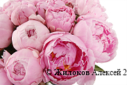 Букет из пионов 25 комплиментов