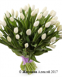Букет 51 королевский тюльпан, белые