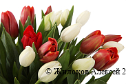Букет 51 тюльпан, красно-белый микс