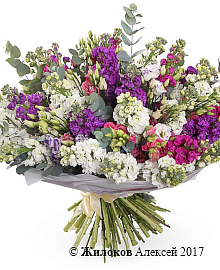 ����� ������� ����������