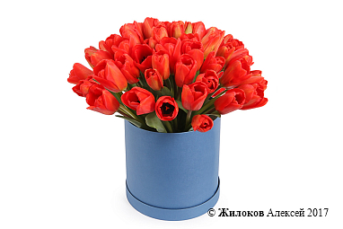 ����� 51 ����������� ������� ������� � �������, �������