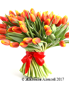 ����� 101 �������, �����