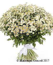 ����� �� ������� ������� �����