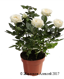 �������� ���� � ������ (�����)