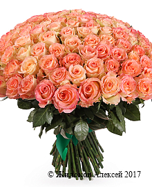 ����� 101 ���� ���� �������