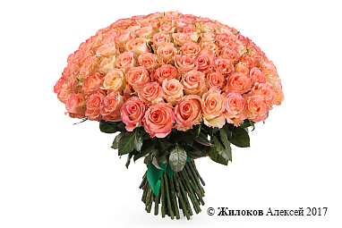 ����� 101 ���� ���� �������