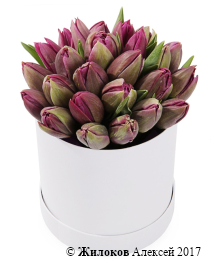 ����� 25 ����������� ��������� � ������� �������, ���������