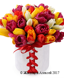 ����� 51 ����������� ������� � �������, �������� ����