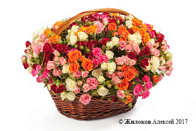 ����� 50 ������ �������� � �������