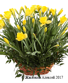 ����� � ���������� ������ � �������