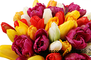 Букет 51 королевский тюльпан в коробке, радужный микс