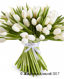 Букет 101 тюльпан, белые