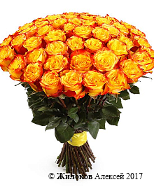 ����� 51 ���� ��� �����