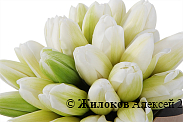 Букет 25 королевских тюльпанов в шляпной коробке, белые