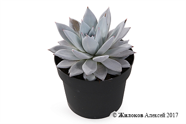 �������� � �����