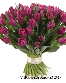 ����� 51 ����������� �������, ���������