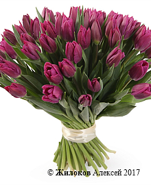 ����� 51 ����������� �������, ���������