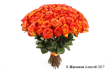 ����� 51 ���� ��� ������