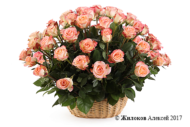 ����� 51 ���� ���� ������� � �������