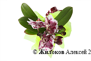 Орхидея Фаленопсис бело-бордовая (1 ствол)