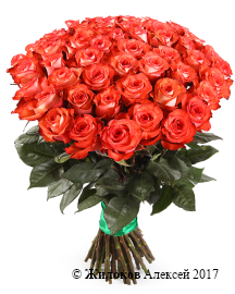 ����� 51 ���� ������, ����������