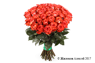 ����� 51 ���� ������, ����������