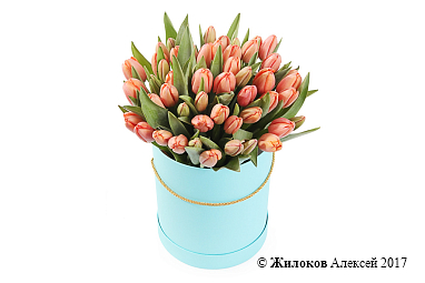 ����� 51 ����������� ������� � ������� ������� �������, ����������