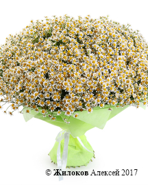 ����� 101 �������