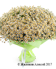 ����� 101 �������