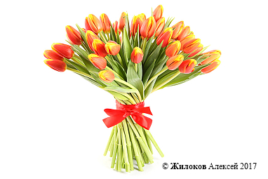 ����� 51 �������, �����