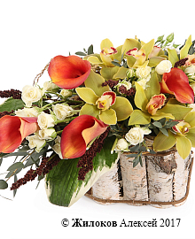 ����� ������� �������