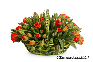 ����� 101 ������� ������� � �������