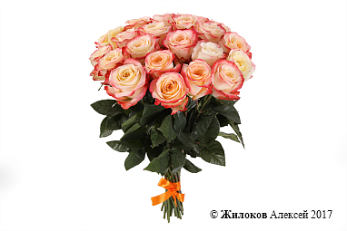 ����� 21 ���� ������