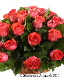 Букет 35 роз Игуана в корзине